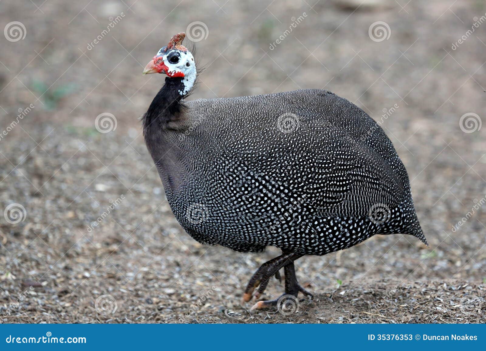 helmeted guinea fowl