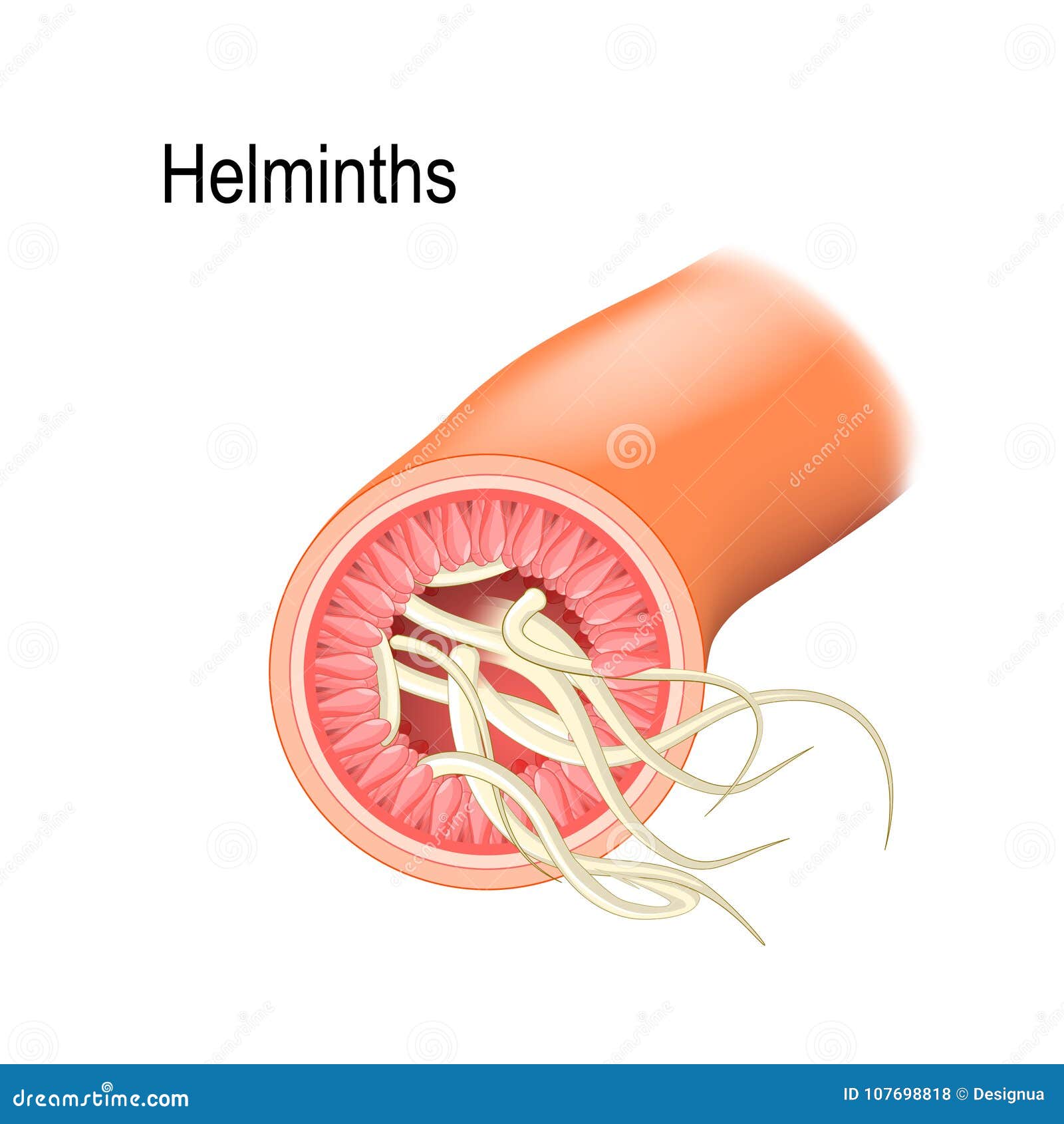viermi helminths pinworm medicine