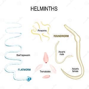 Trematodes Clipart And Illustrations