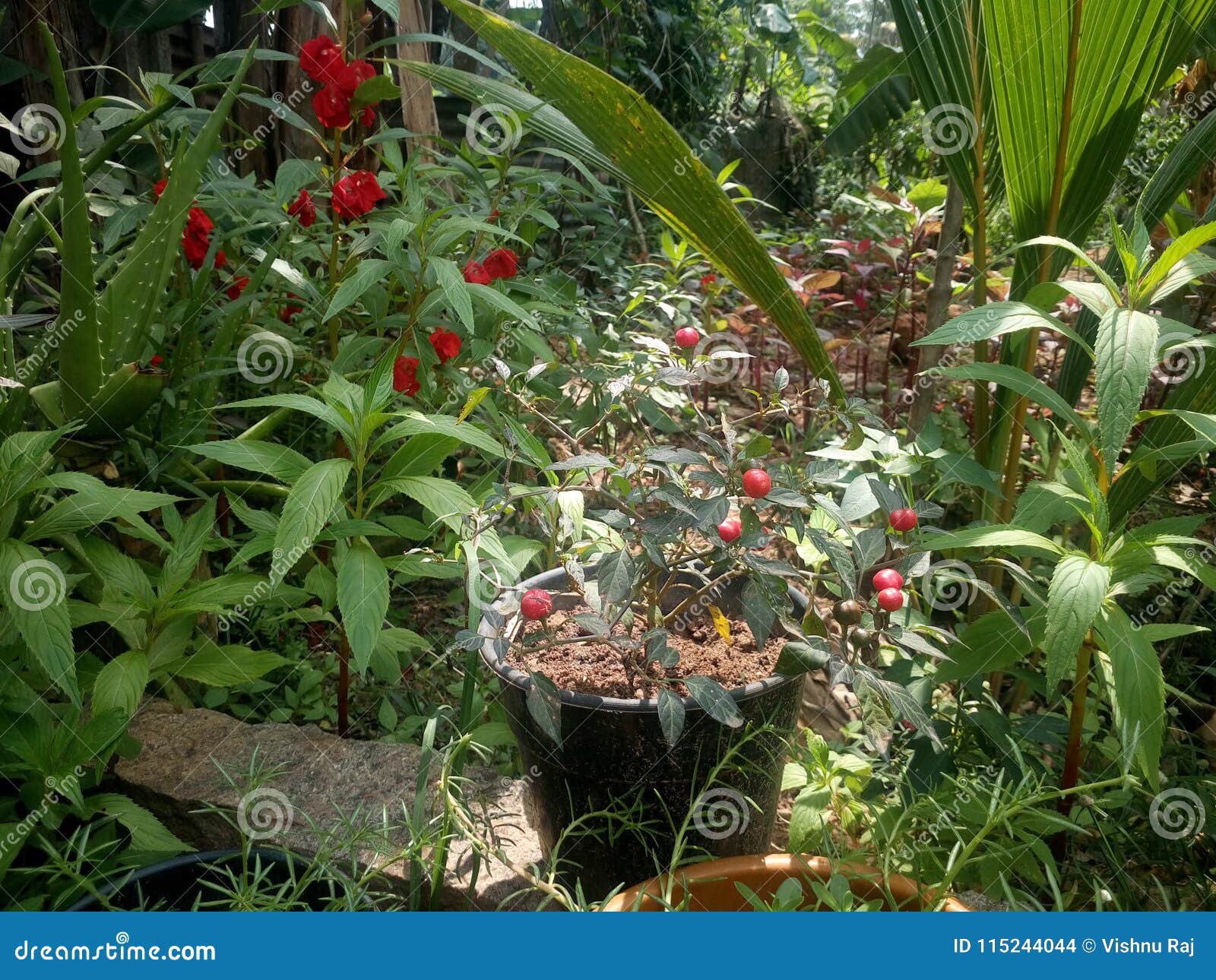 Hem- trädgård av växter & blomman. Röd blomma & liten röd chili i hemlantgården på borggården