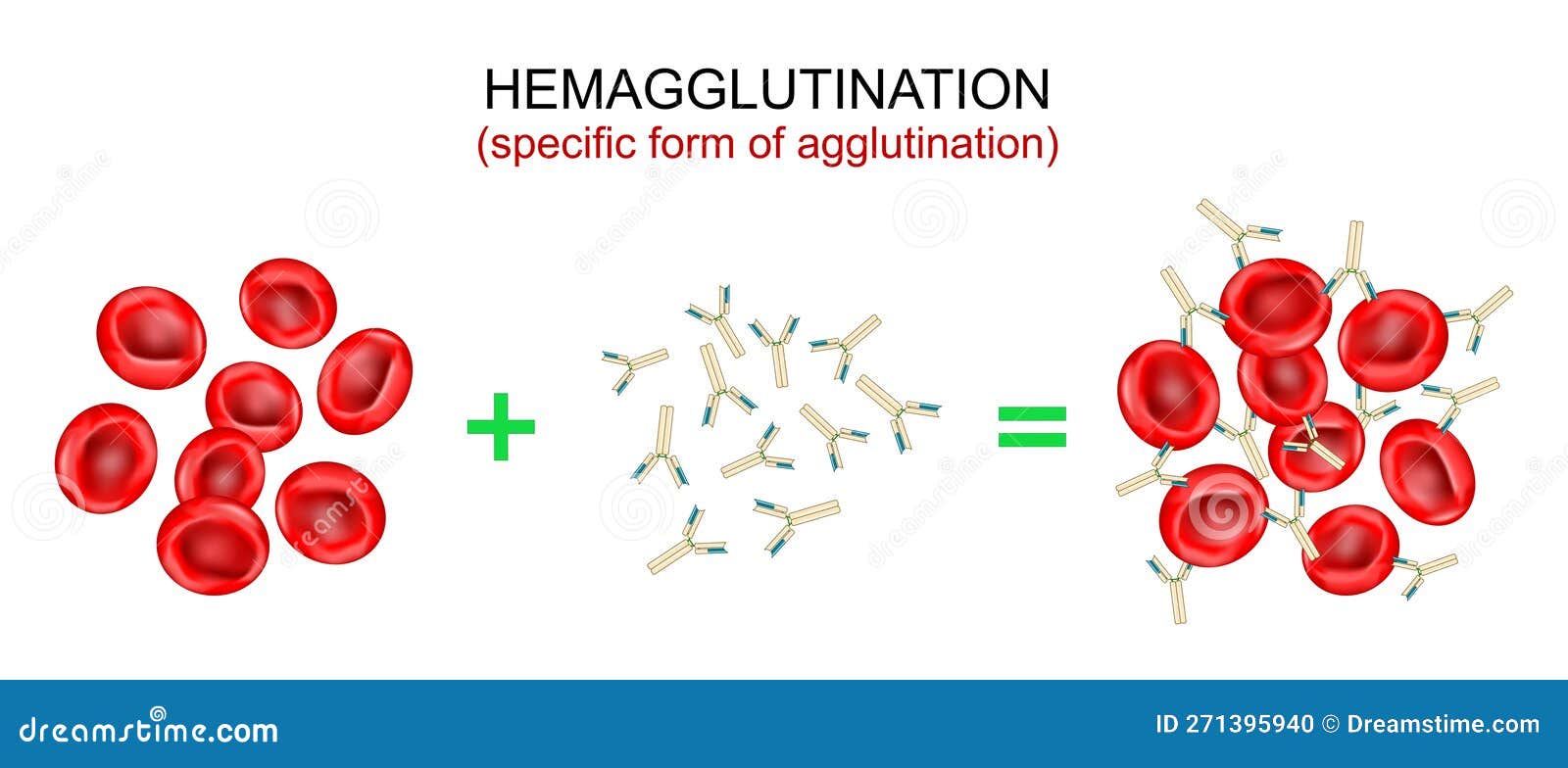 hemagglutination-or-haemagglutination-antibodies-bind-to-antigens-and-form-a-clumping-of