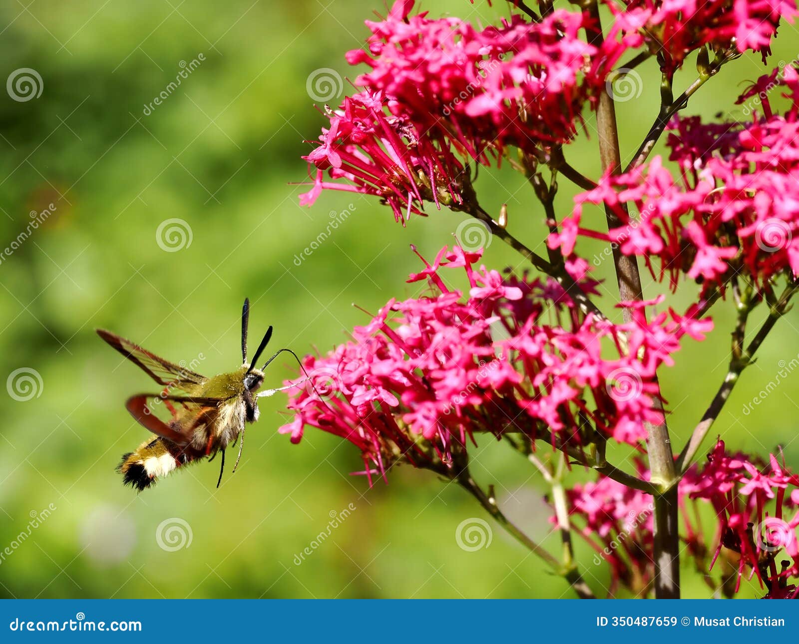 hemaris fuciformis feeding of red valerian flowers