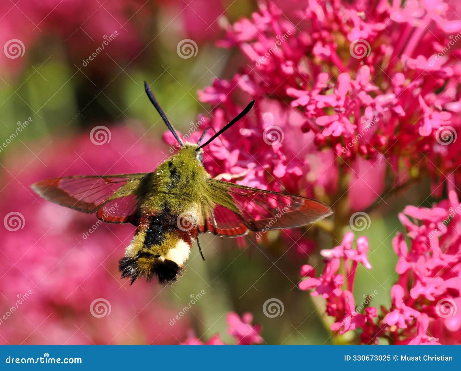 hemaris fuciformis feeding of red valerian flowers