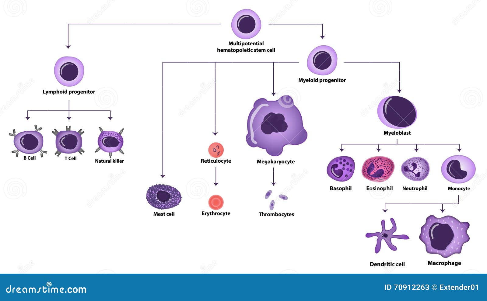 view the diabetic kidney