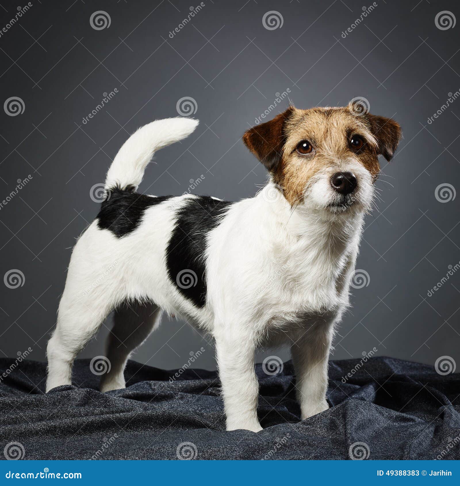 Hembra Del Terrier De Jack Russell Imagen de archivo - Imagen de estudio,  retrato: 49388383, image size:1600x1690