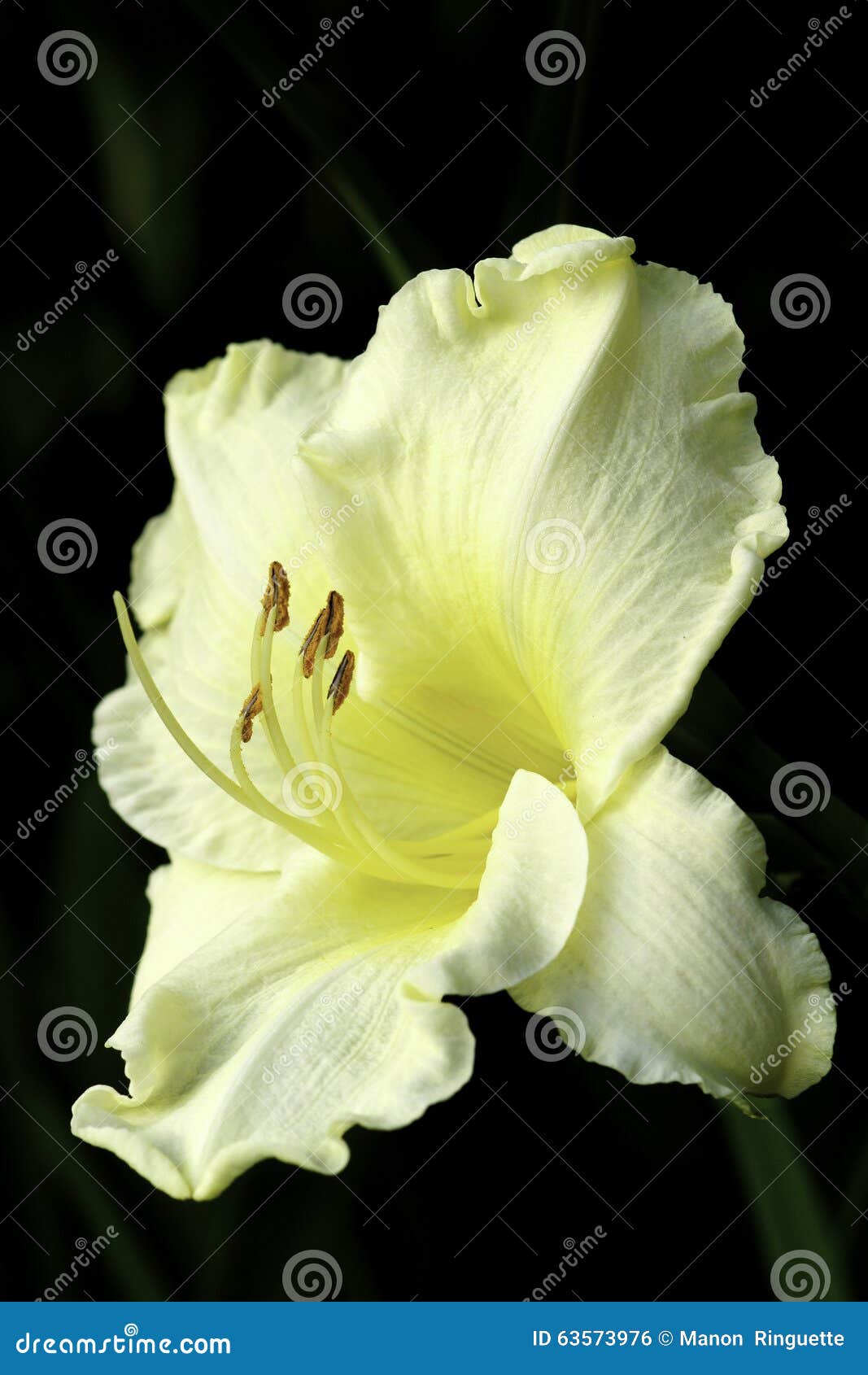hemerocallis - happy returns yellow daylily