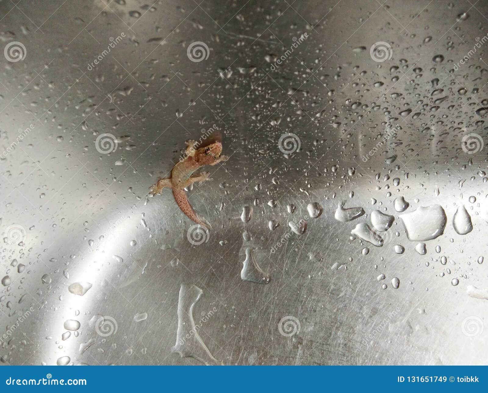 lizard in kitchen sink