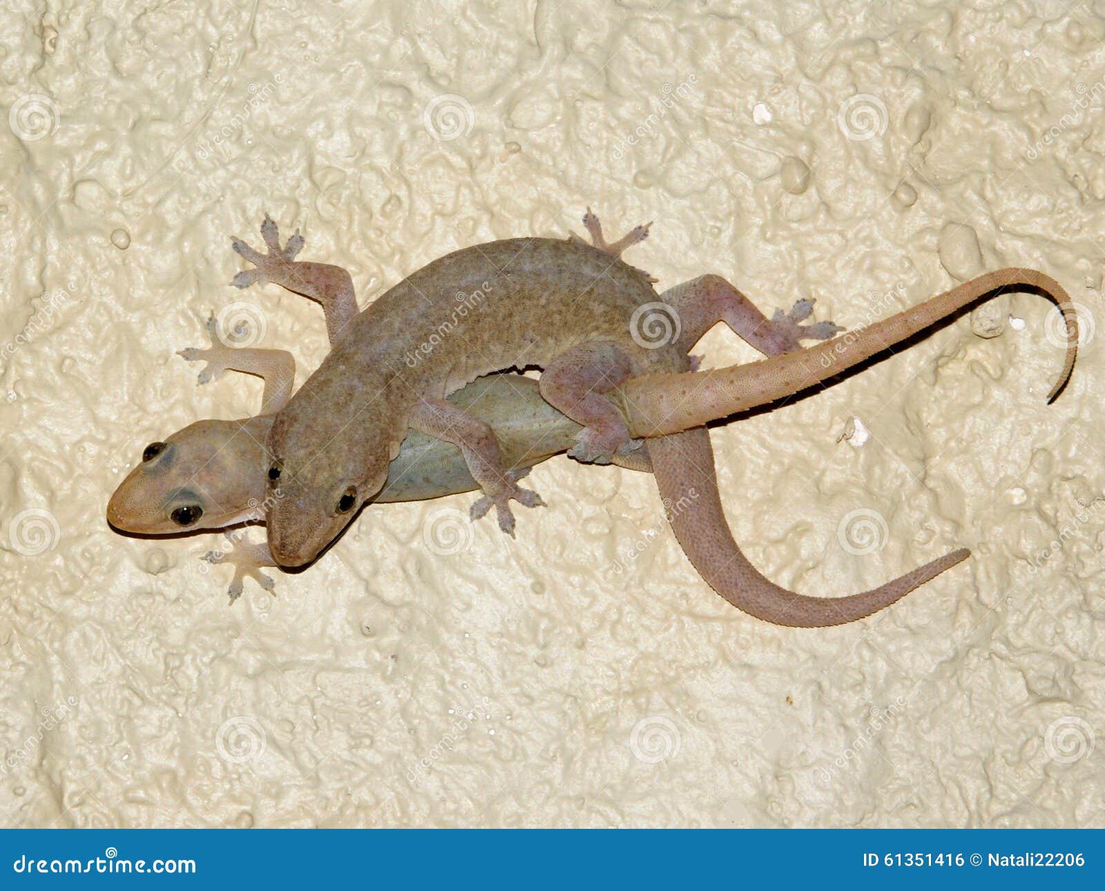 hemidactylus (the house geckos) stock photo - image: 61351416 hemidactylus (the house geckos) stock photo - image: 61351416