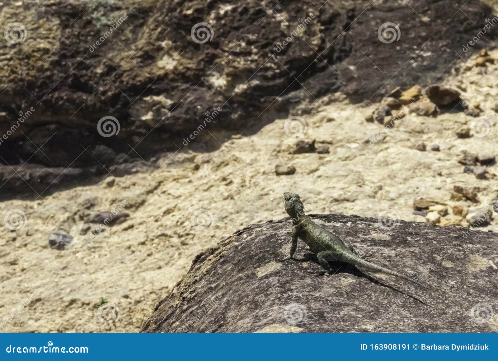 hemidactylus mabouia, a lizard living in venezuela; called commonly tuqueque or limpia casa or lagartija; venezuela