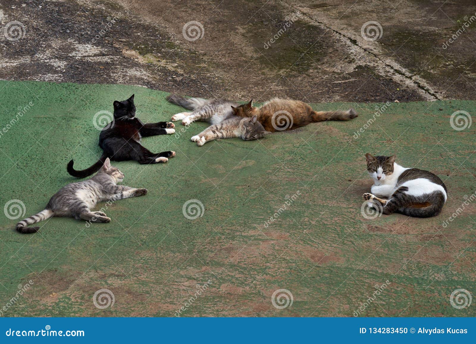 Spænding Bemyndige Klappe Hemlösa Katter Värms Upp I Solen Arkivfoto - Bild av ligga, svart: 134283450