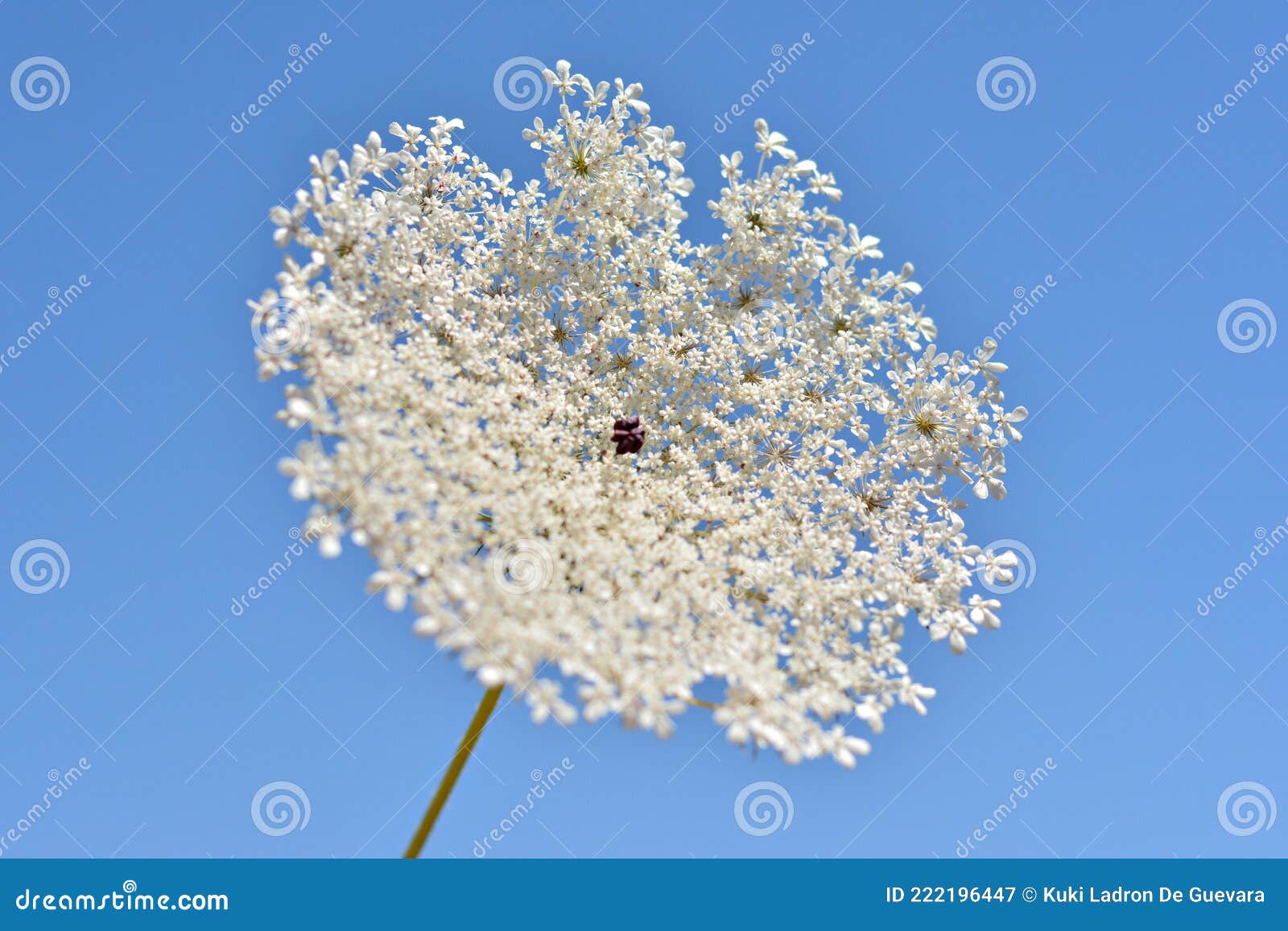 hemlock flowers, conium maculatum