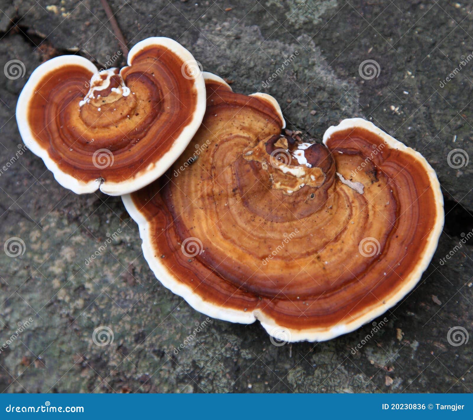 hemlock varnish shelf / ganoderma tsugae