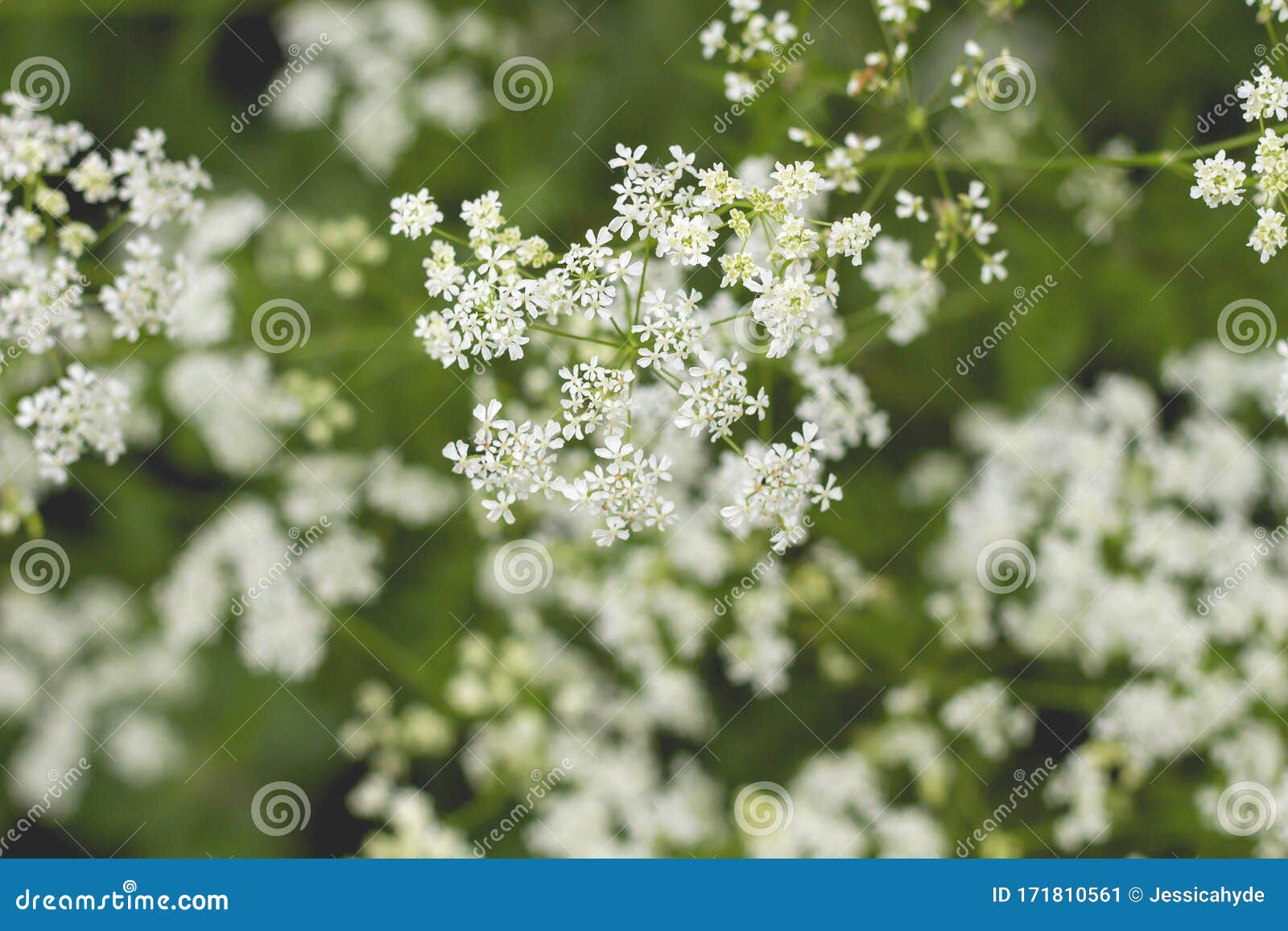 Hemlock white flowers stock image. Image of apiaceae 171810561