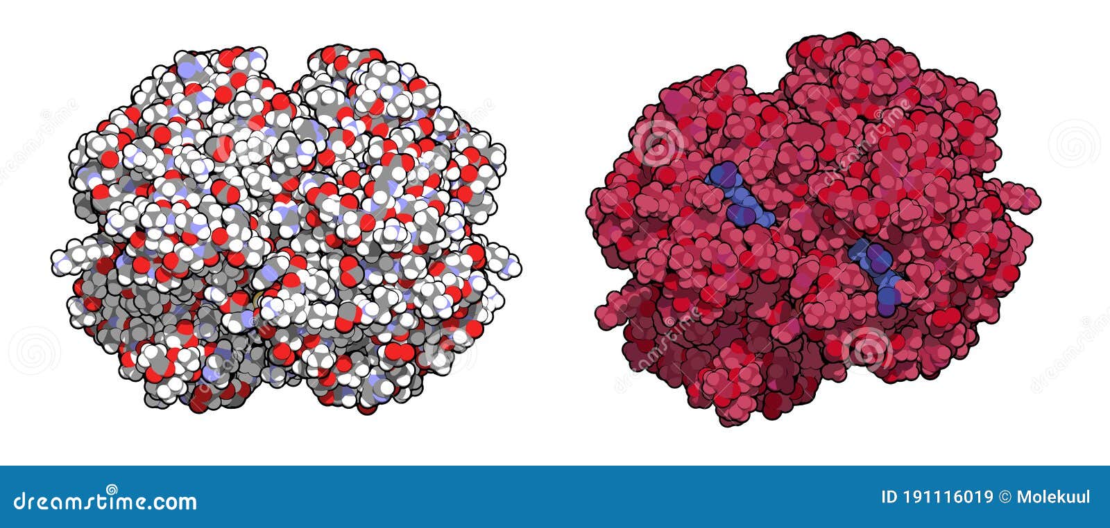 Hemoglobin (human, Molecule, Chemical Structure. Iron-containing Oxygen Transport Protein Found in Red Blood Cells Stock Vector - Illustration haemoglobin, complex: 191116019