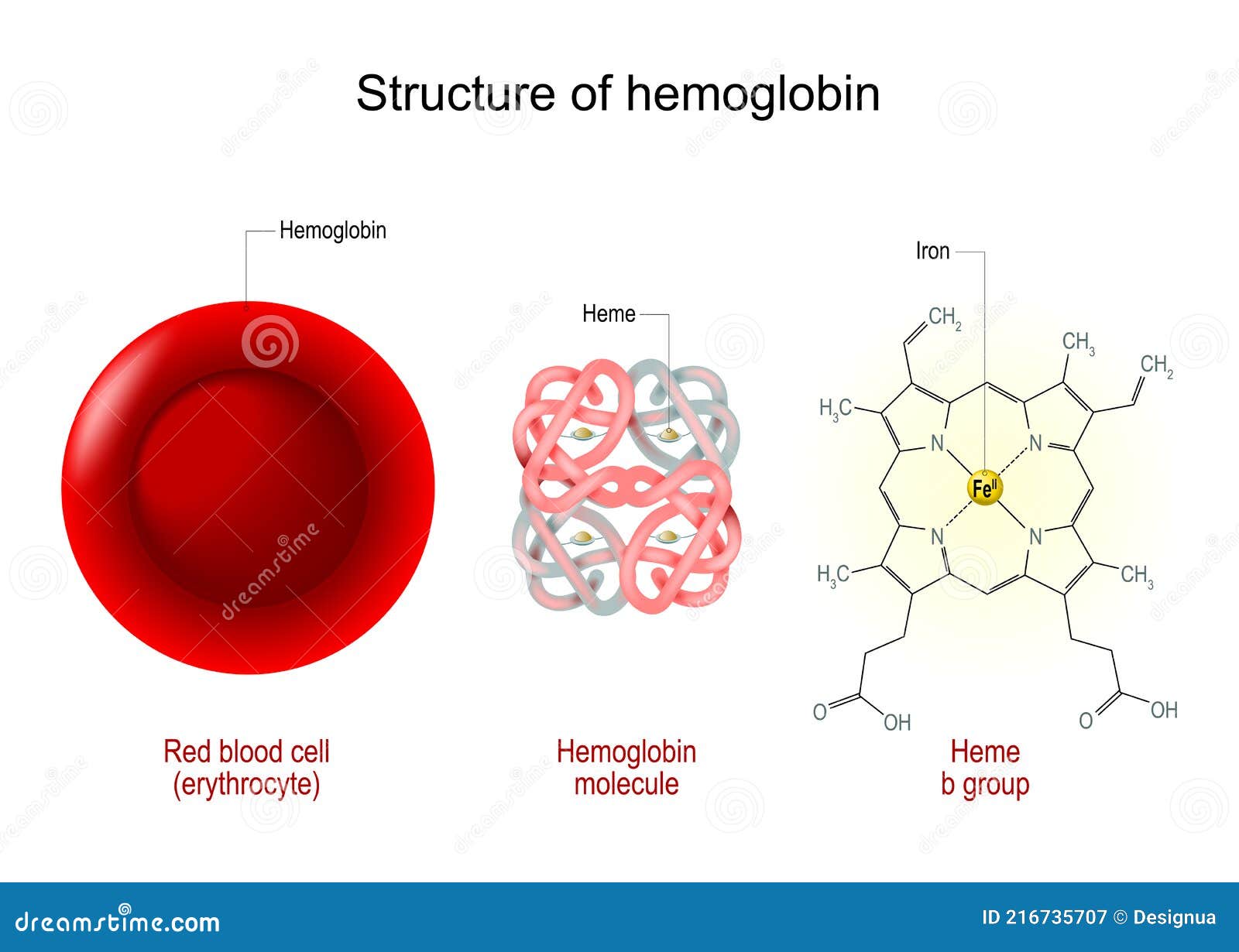 Hemoglobin Myoglobin Structure Red Blood Cell Molecule Molecule | My ...