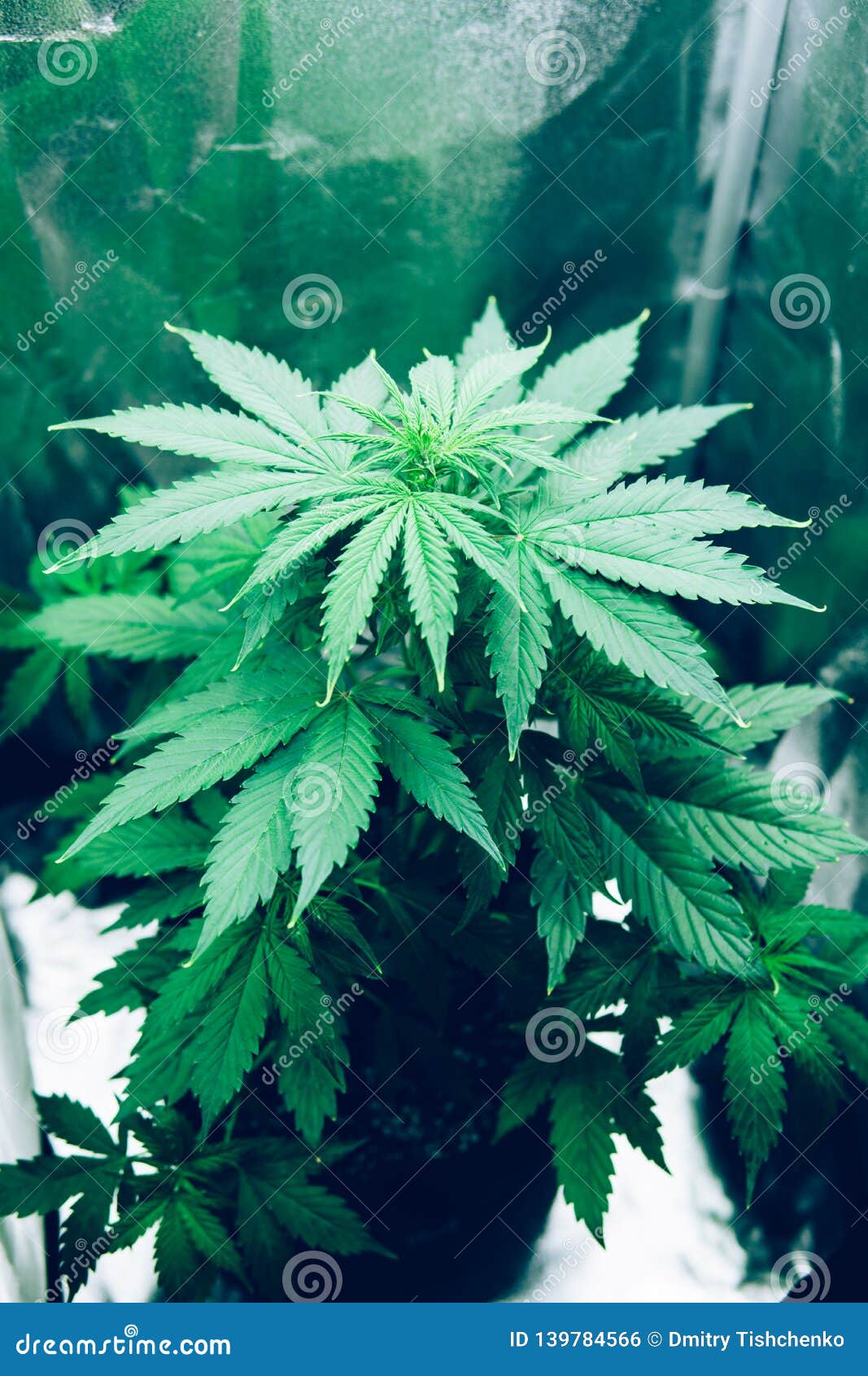 grow home image effects grow home image effects
