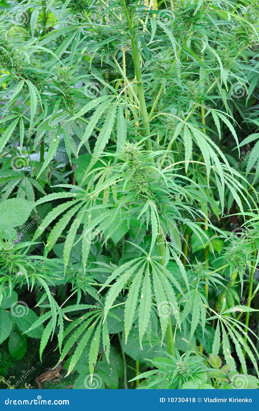 Hemp leaves stock photo. Image of hemp, crop, plantation 10730418