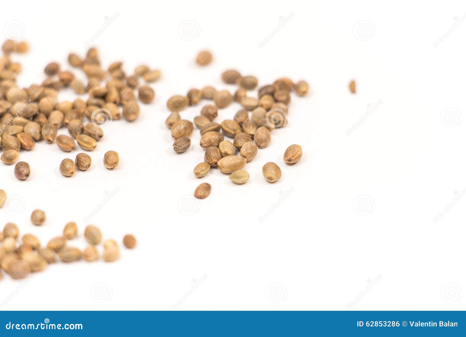Hemp seed stock photo. Image of diet, food, agriculture 62853286