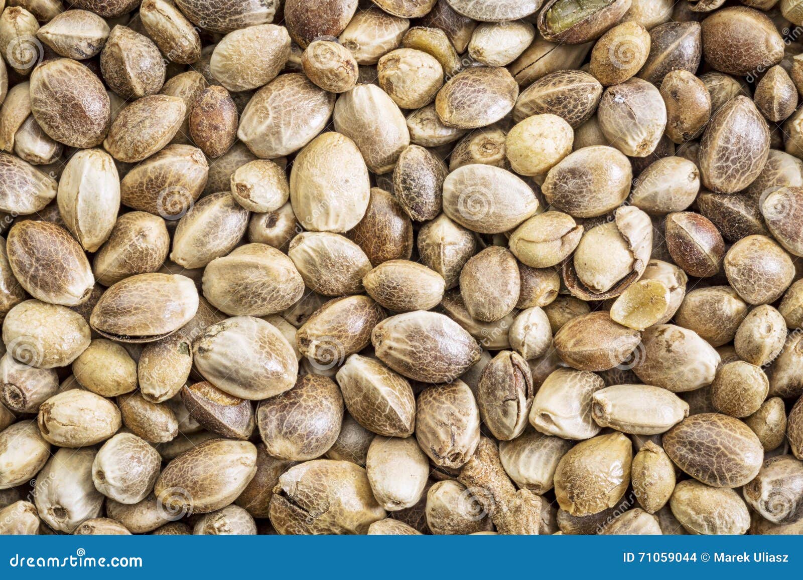 Hemp seed life size macro stock photo. Image of background 71059044