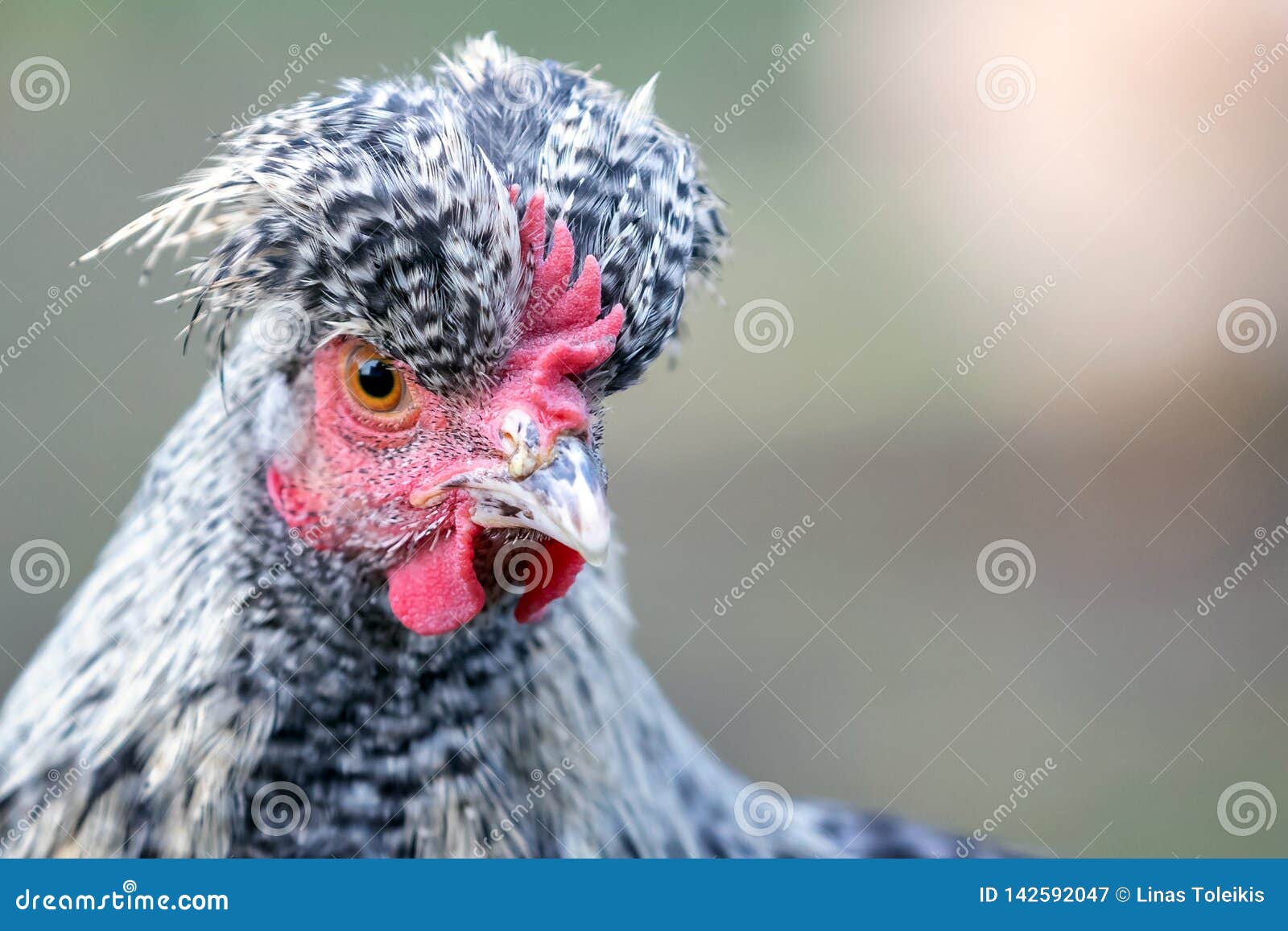 hen with big topknot in the gray background