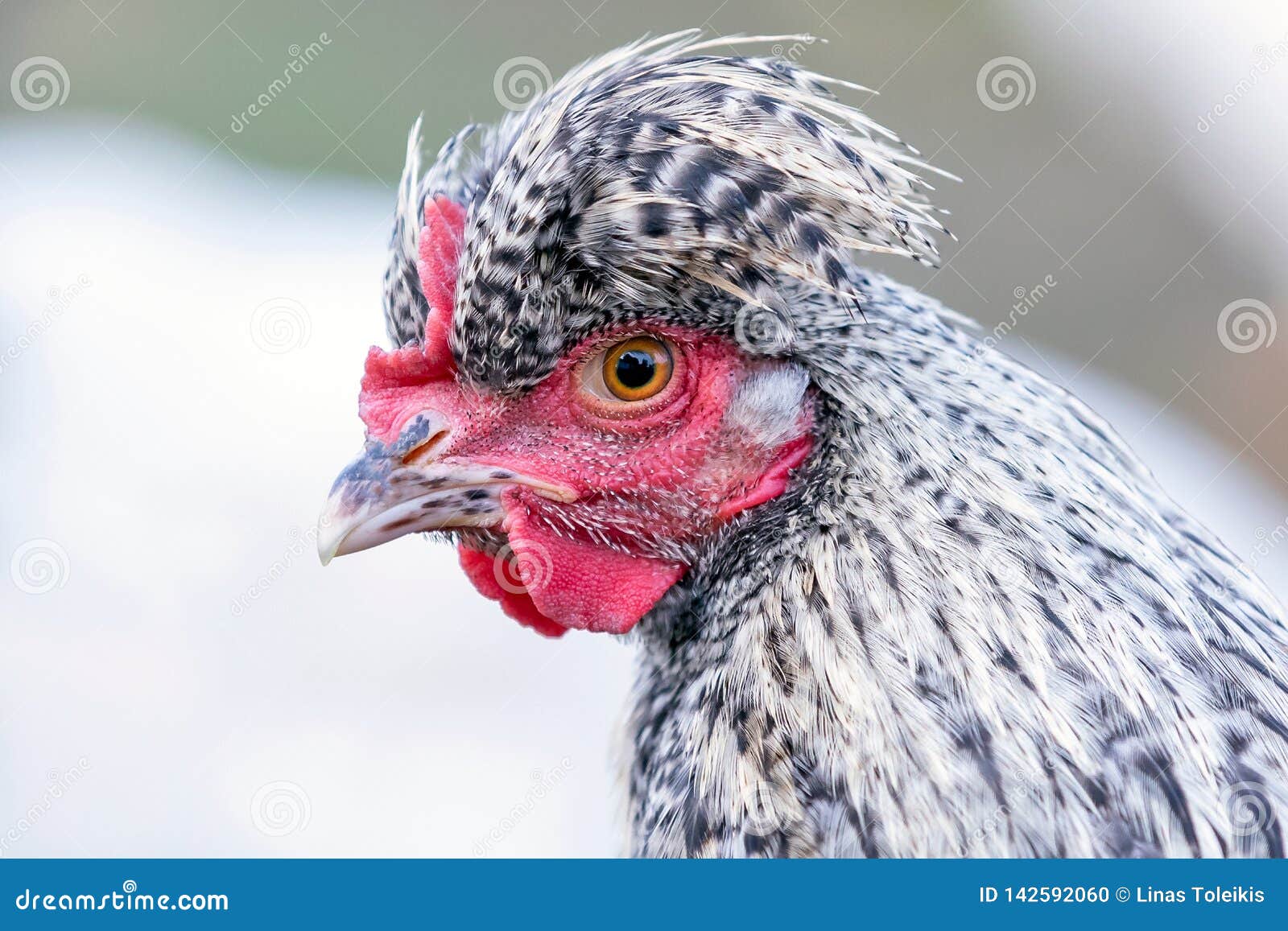 hen with big topknot profile portrait