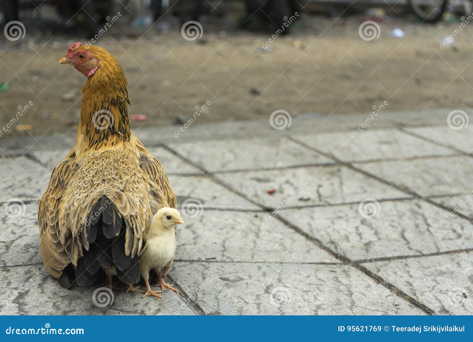 1,220 Mother Hen Baby Chicks Stock Photos - Free & Royalty-Free Stock  Photos from Dreamstime