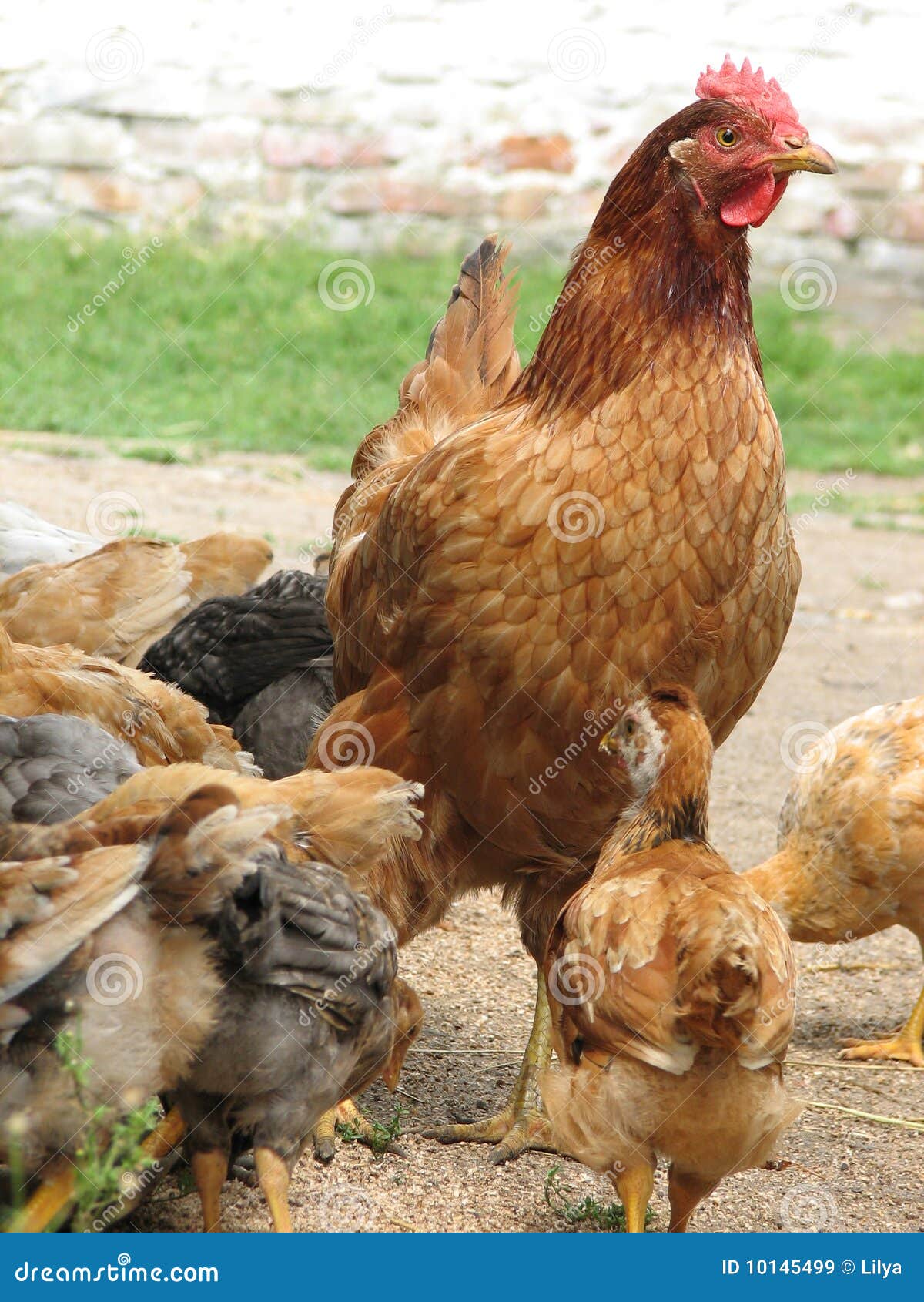 Hen with Chickens Eating the Grain Stock Image - Image of animals,  domestic: 10145499