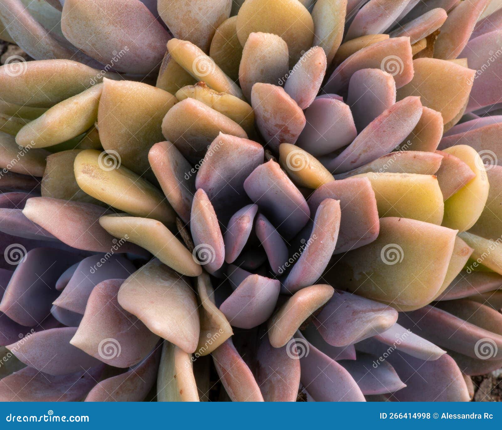 hen and chicks from above