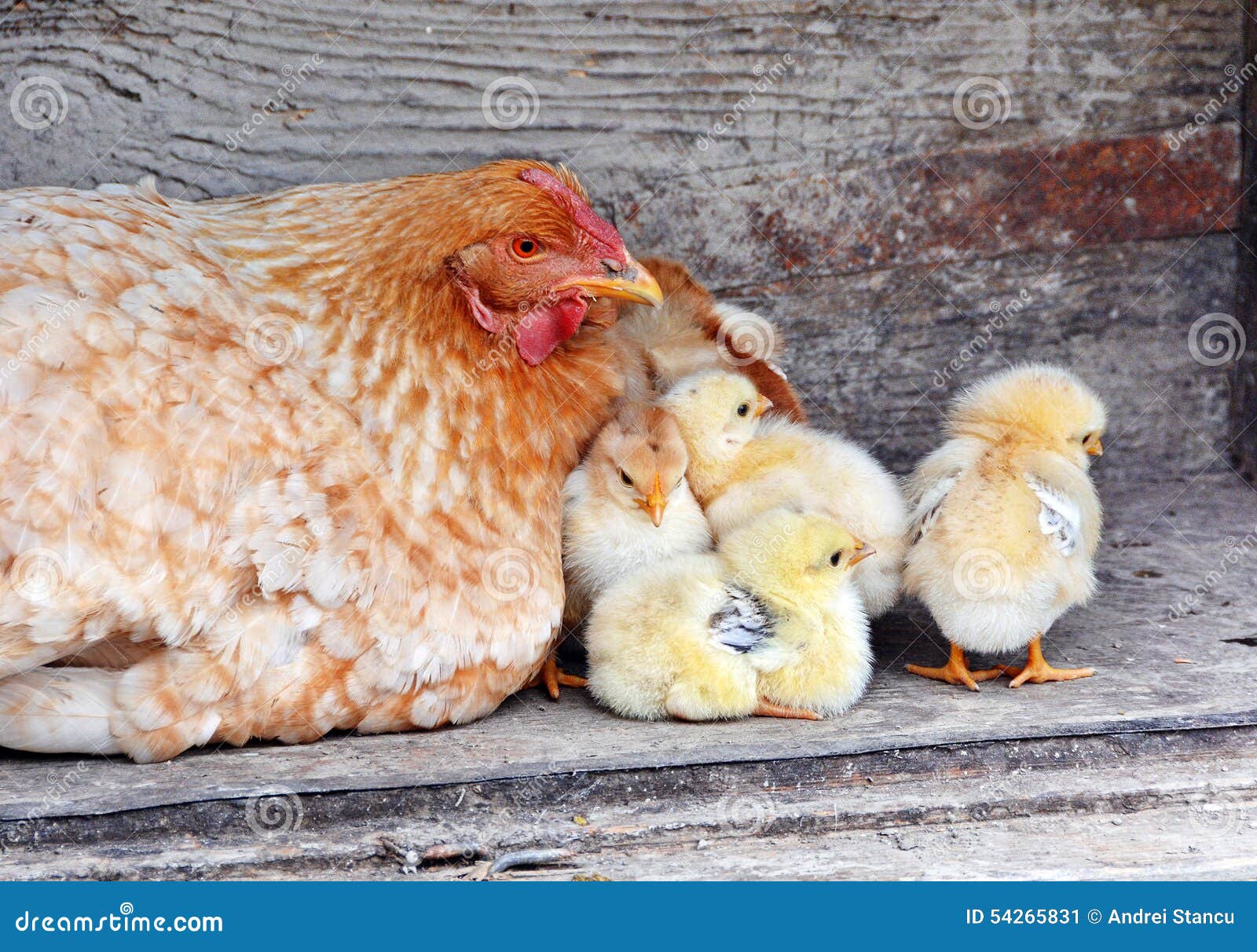 1,220 Mother Hen Baby Chicks Stock Photos - Free & Royalty-Free Stock  Photos from Dreamstime