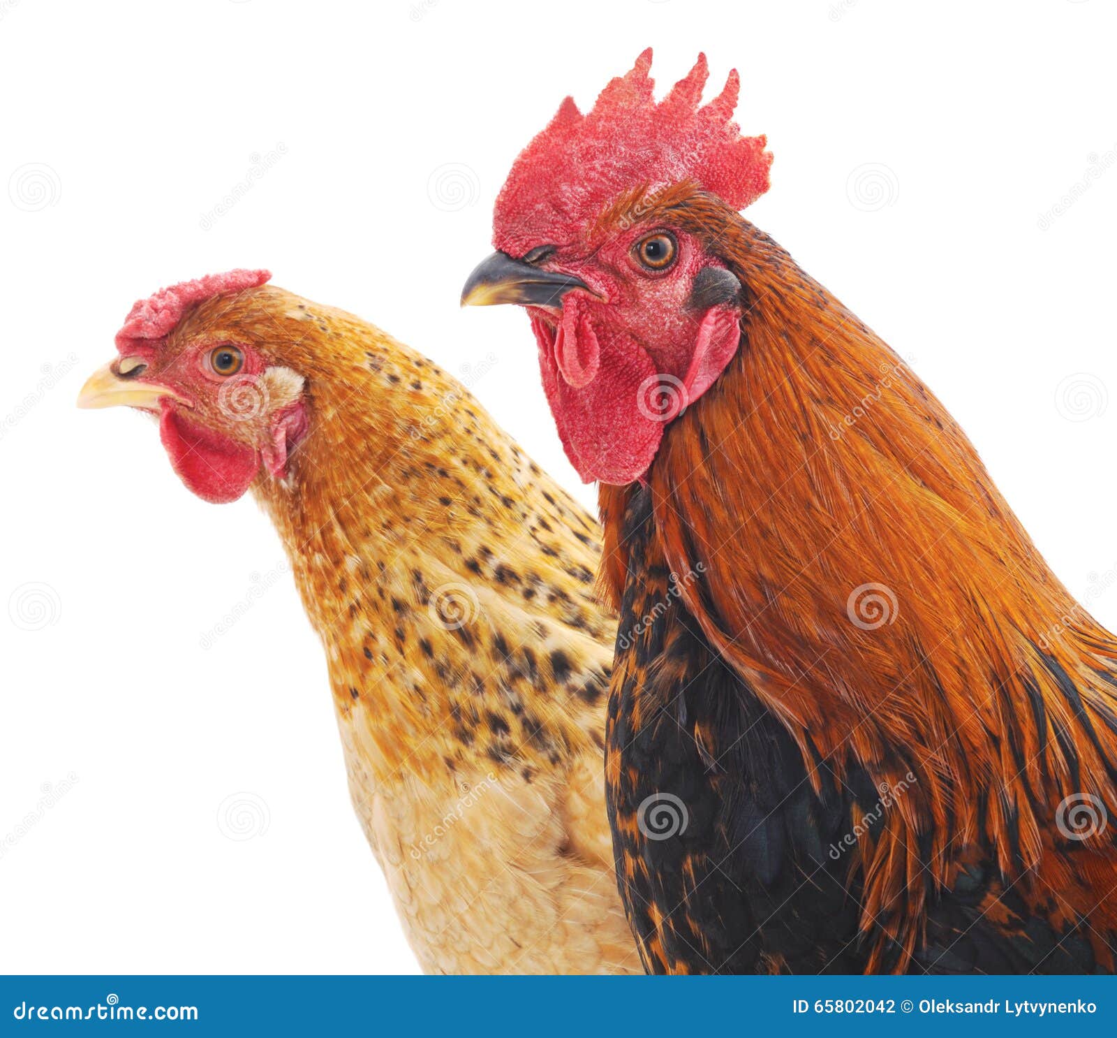 Hen and cock. stock photo. Image of single, poultry, birds - 65802042