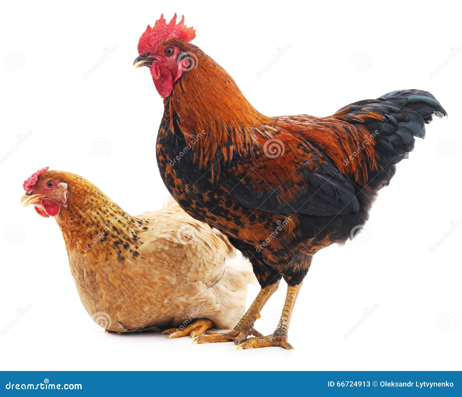 Hen and cock. stock image. Image of rooster, domestic - 66724913