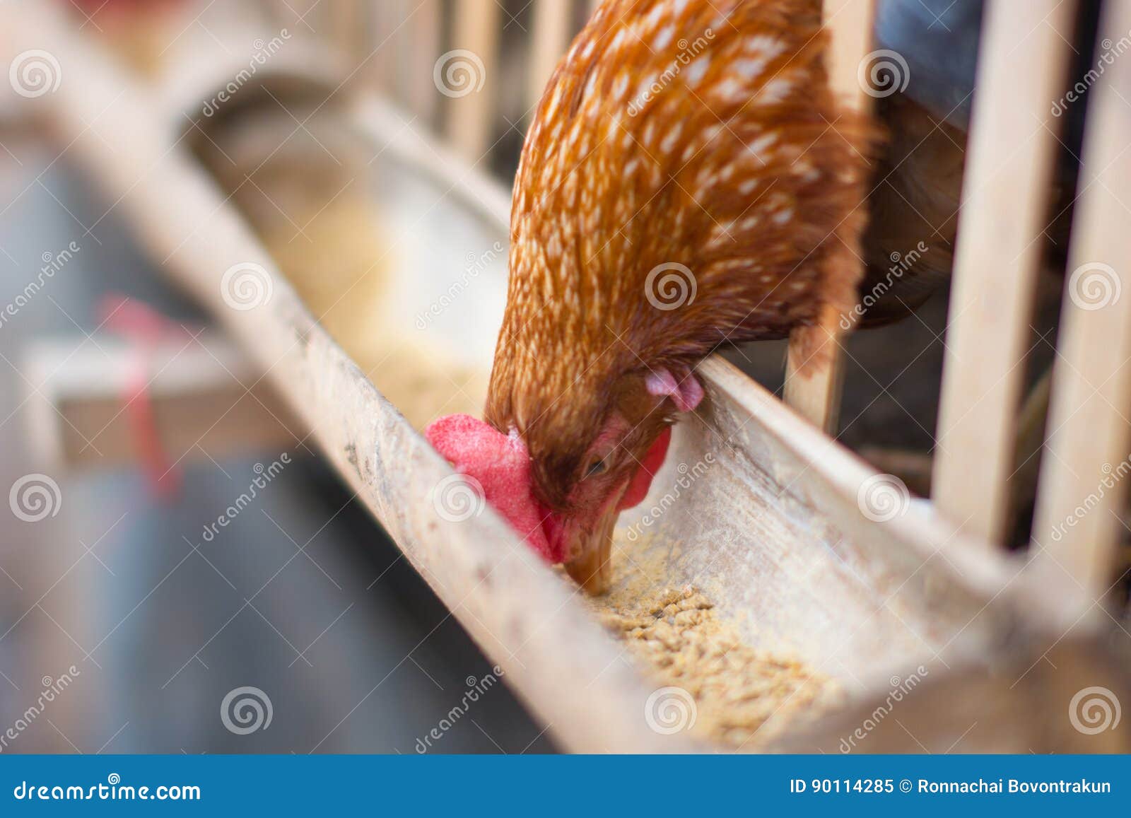 Hen eating food in farm stock image. Image of female 90114285