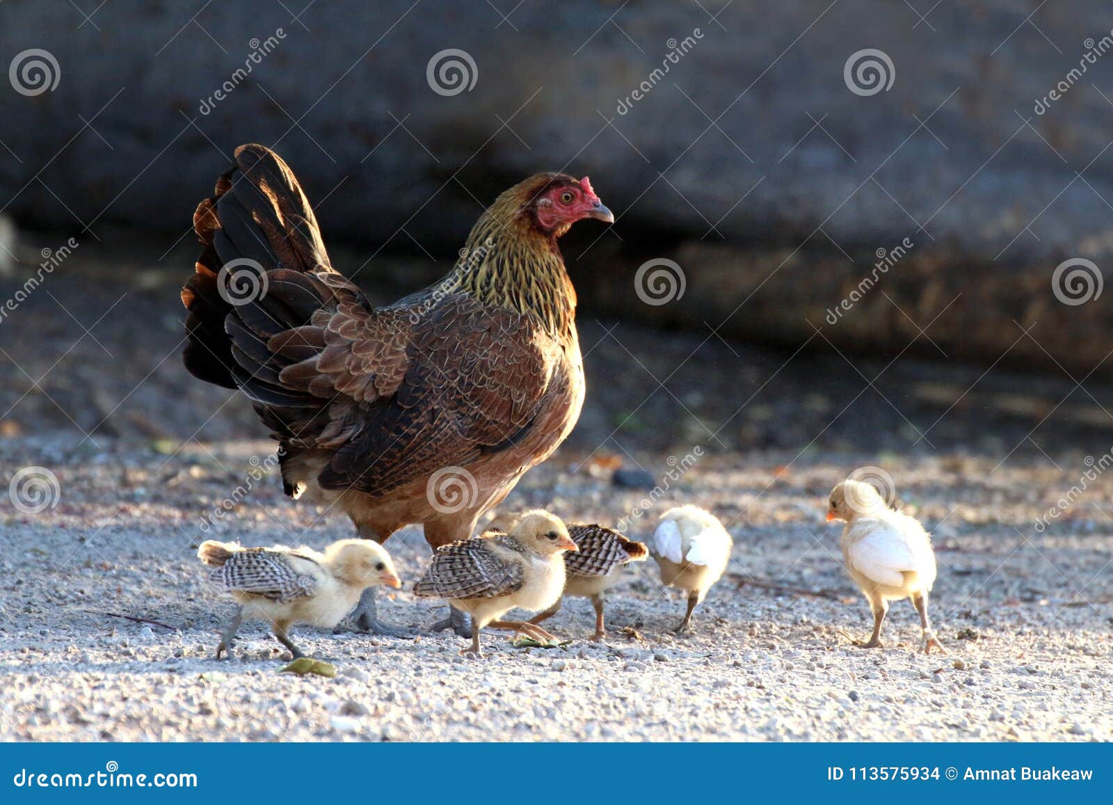 combining two flocks of chickens combining two flocks of chickens