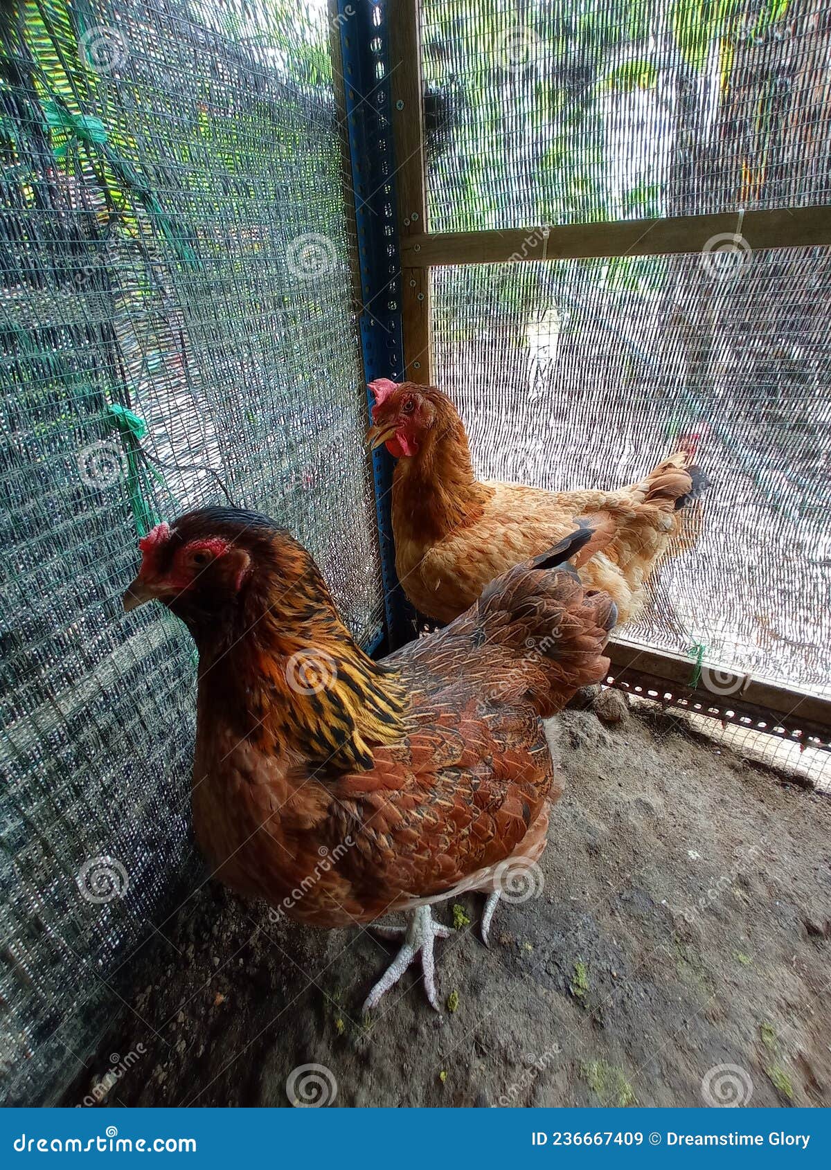 The Hen Inside the Chicken Coops Stock Image Image of goose