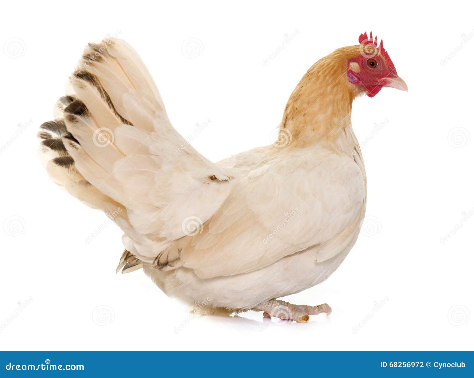 Hen Japanese bantam stock photo. Image of farm, studio 68256972