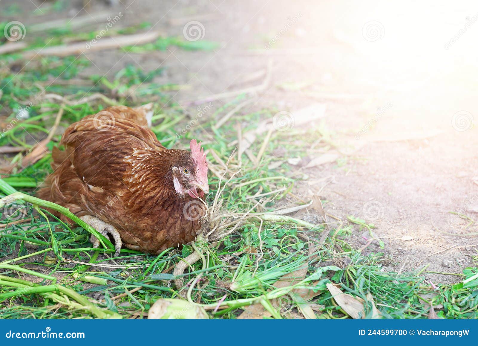 Hen laying egg in the farm stock photo. Image of happy 244599700