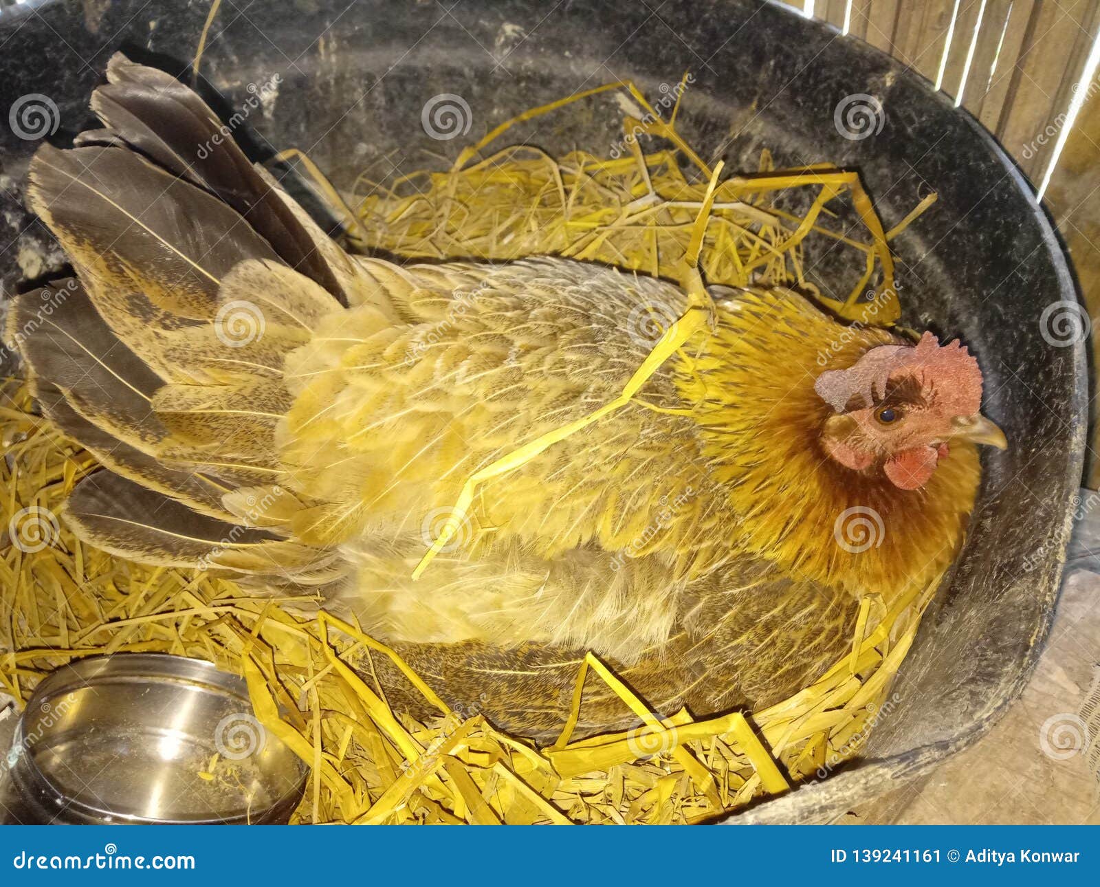 Hen Laying Eggs at Nest at Home Stock Image Image of eggs, nest