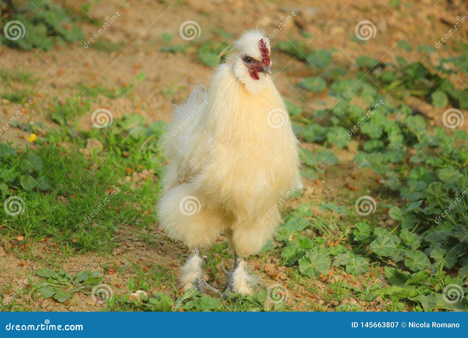 hen moroseta in the meadow