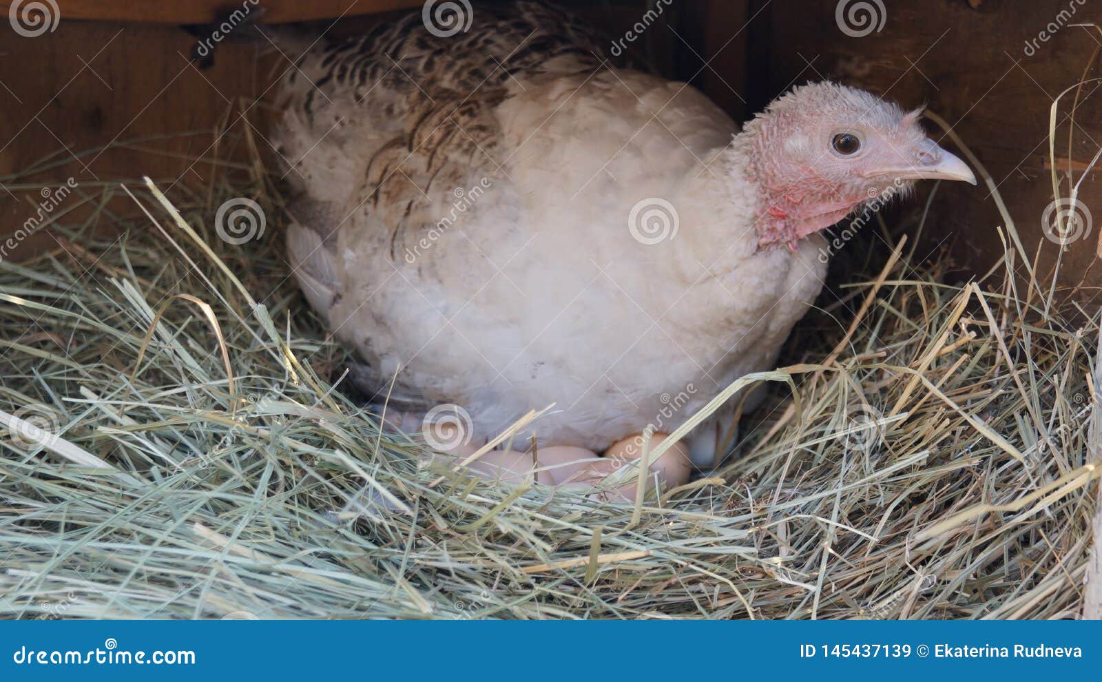 Hen in Nest with Eggs. Hen on the Nest Stock Image Image of beautiful