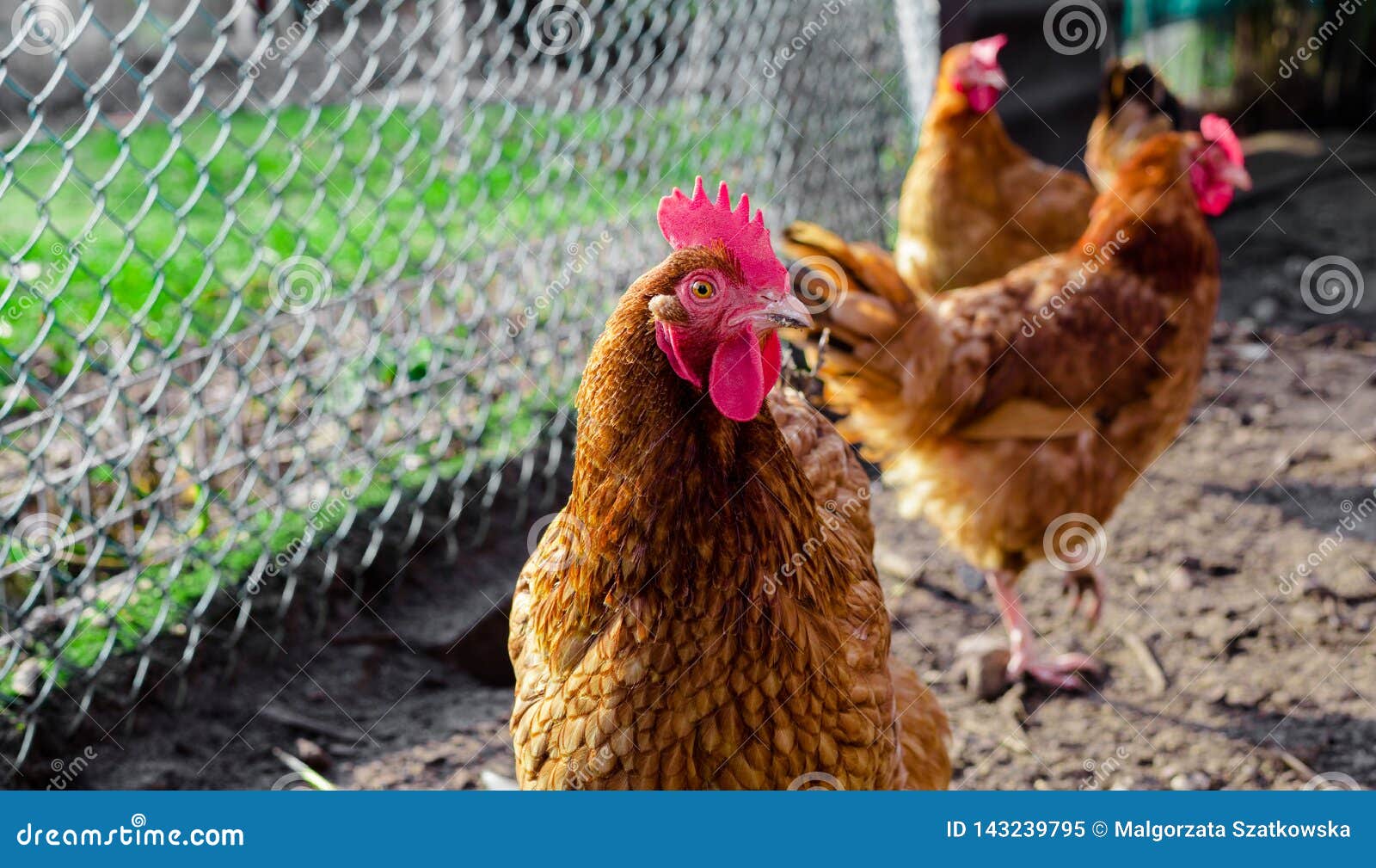 Hen in Outdoor with Another Hens Stock Image Image of range, rooster
