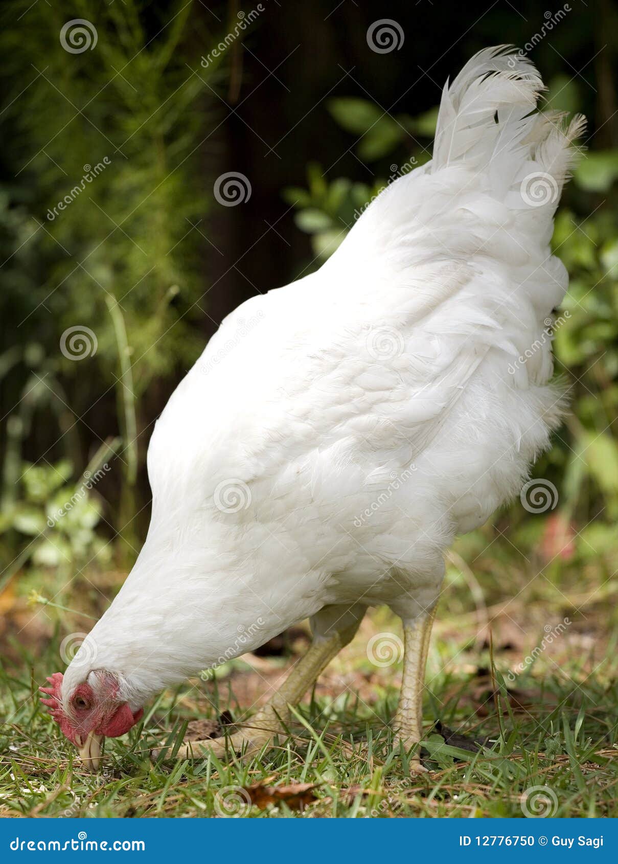 Hen pecking stock photo. Image of eggs, feathers, bird 12776750