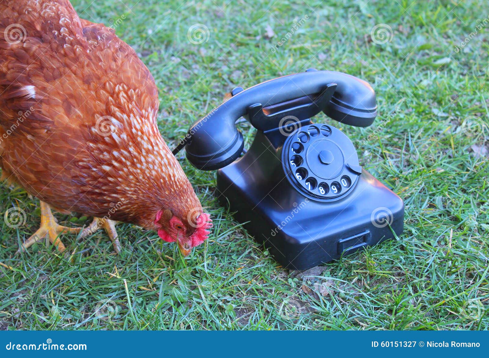 Курье телефон. Курица с телефоном. Курочка с телефоном. Кура с телефоном. Куры с телефоном смешные.