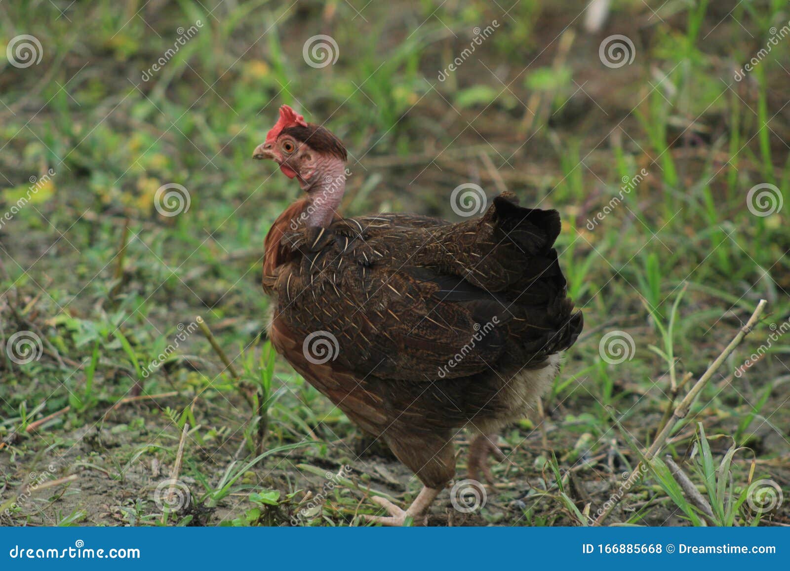 A Hen Photos in Wild Best of Chicken Picture Wildlife Today Stock Photo - Image of chicken, wild: 166885668 A Hen Photos in Wild Best of Chicken Picture Wildlife Today Stock Photo - Image of chicken, wild: 166885668