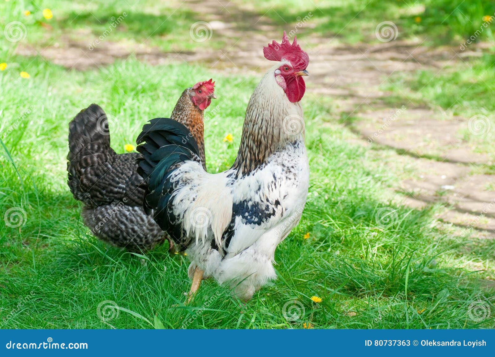 Hen and rooster stock image. Image of environment, farm - 80737363