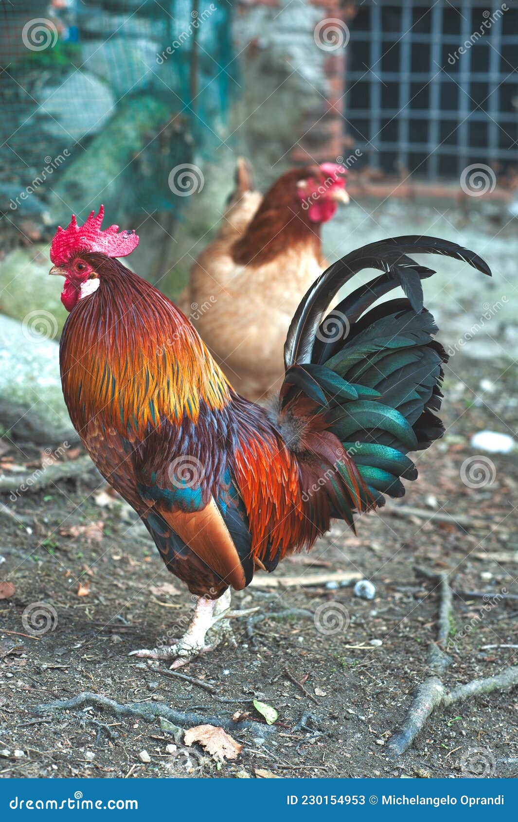 .Hen in a Rural Farmers Chicken Coop Stock Image Image of farming, organic 230154953