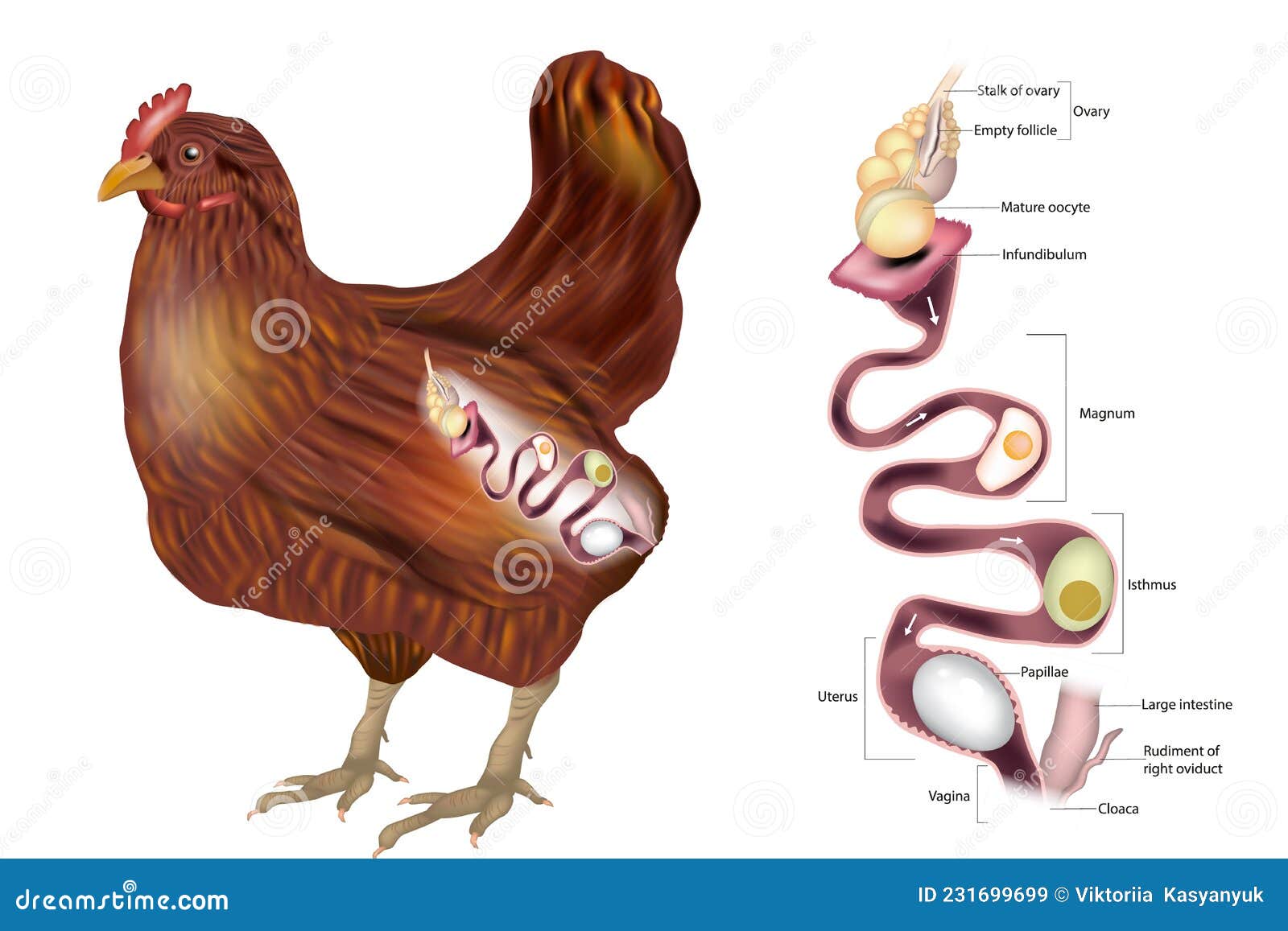 The Hen S Reproductive System Showing The Ovary And The Various Sections Of The Oviduct Chicken