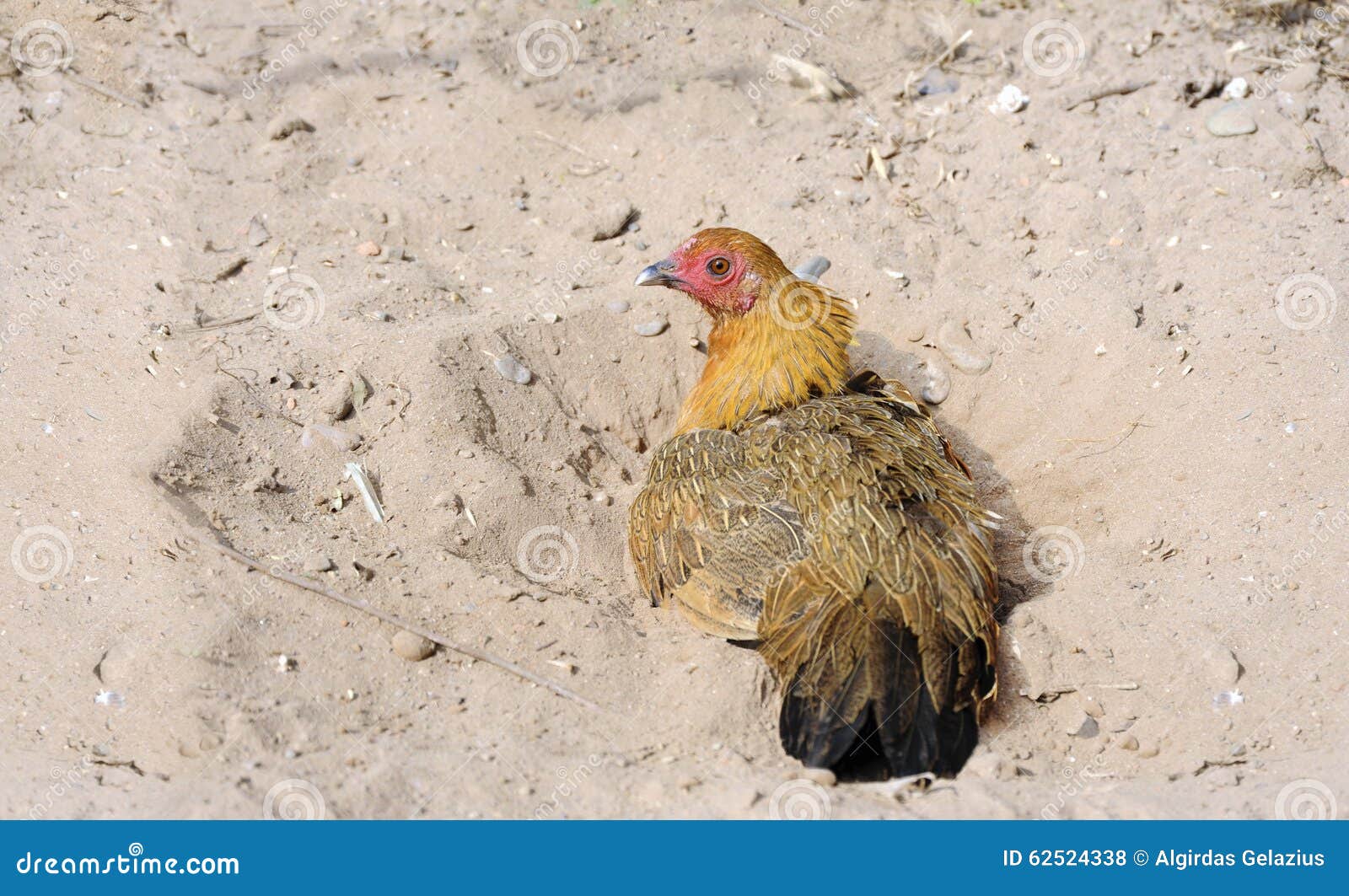 Hen on sand stock photo. Image of fowl, bird, female 62524338