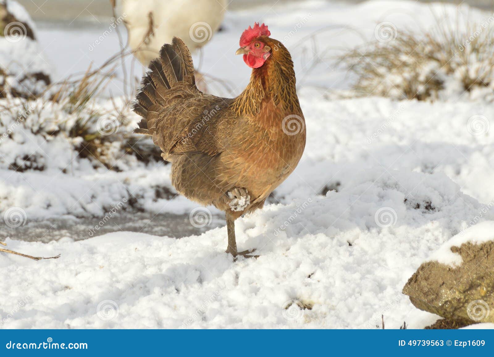 Hen stock image. Image of bird, snow, winter, breeding 49739563
