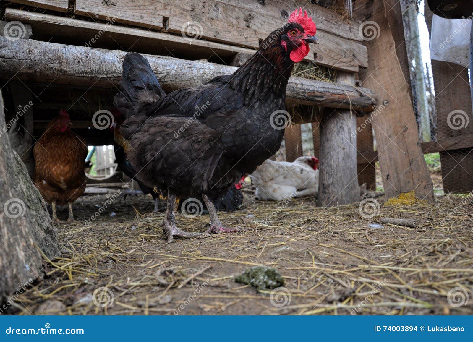 Hen Walking On The Barnyard Young Chicken Standing Alone On Barn