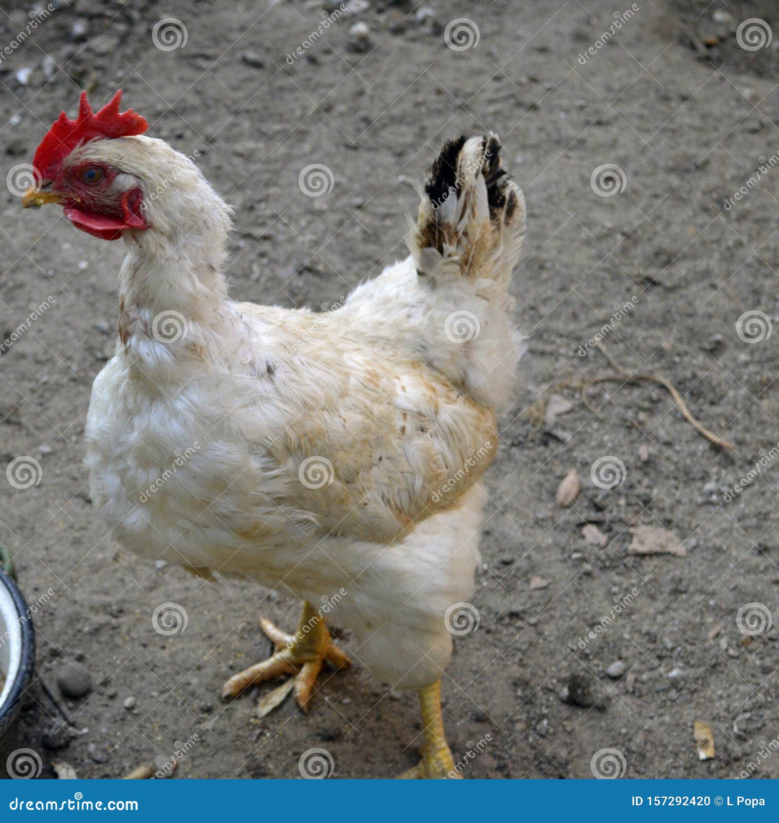 Hen in the yard with sand. stock photo. Image of agriculture 157292420
